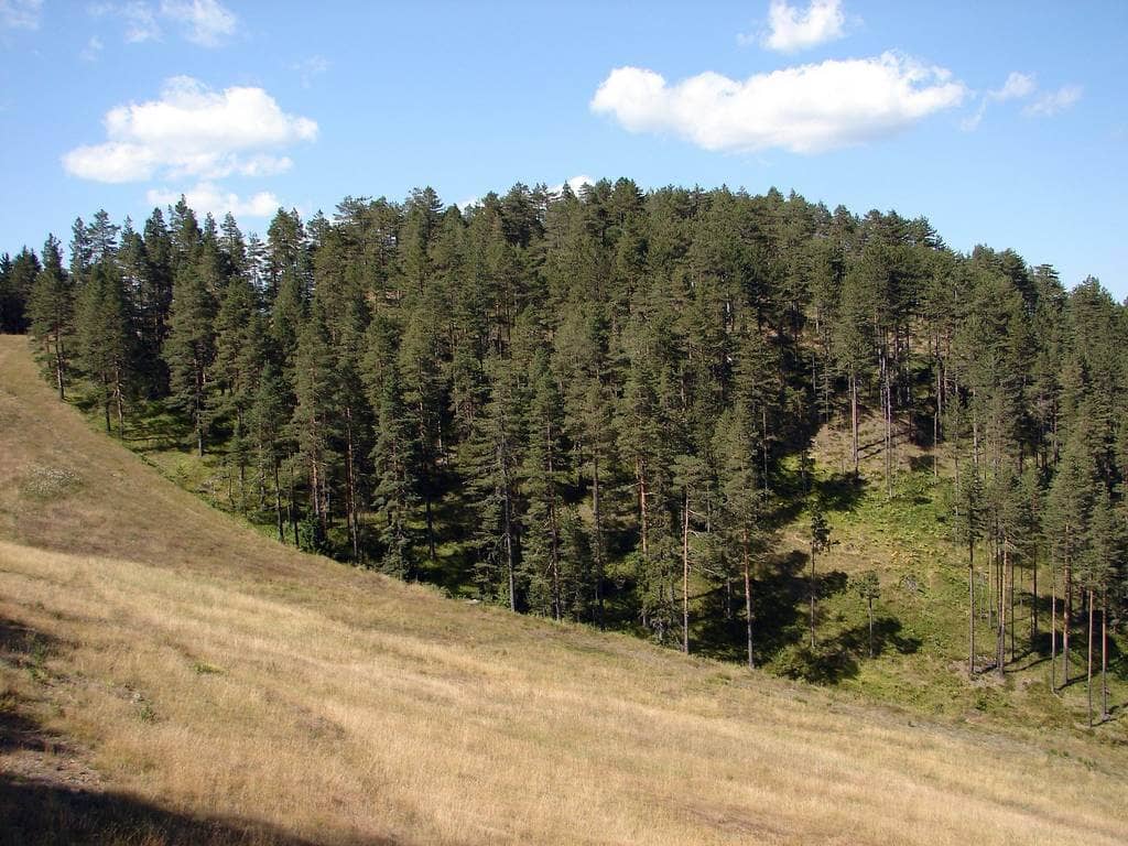 planina zlatibor